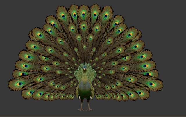 green peacock Model 3D .c4d .max .obj .3ds .fbx .stl .blend 