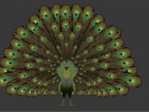 green peacock 3D Модель