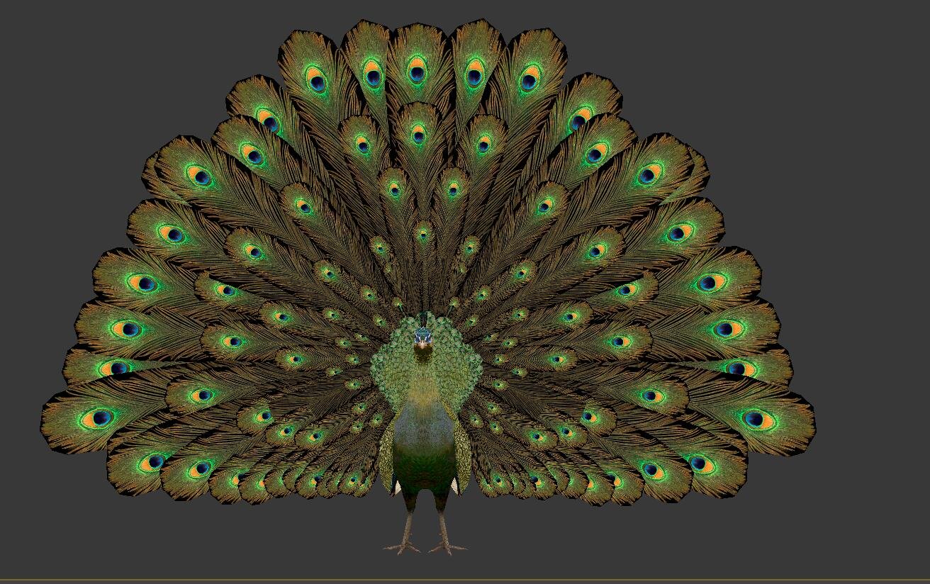 Green Peacock 3dモデル In 鳥 3dexport
