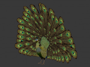 green peacock Model 3D