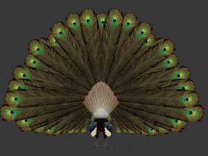 green peacock Model 3D