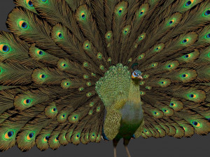 green peacock Model 3D