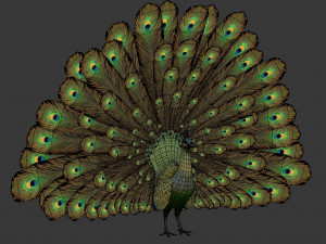 green peacock Model 3D