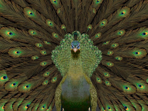 green peacock Model 3D