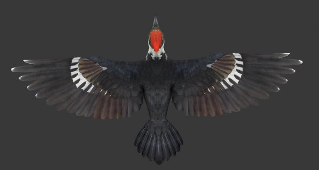 woodpecker Modelo 3D .c4d .max .obj .3ds .fbx .stl .blend 