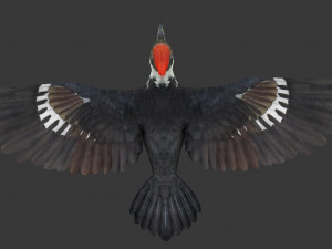 woodpecker Modelo 3D