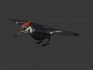 woodpecker Modelo 3D