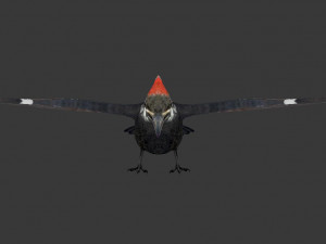 woodpecker Modelo 3D