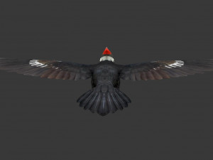 woodpecker Modelo 3D