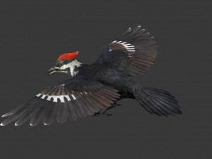 woodpecker Modelo 3D