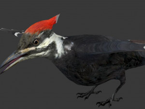 woodpecker Modelo 3D