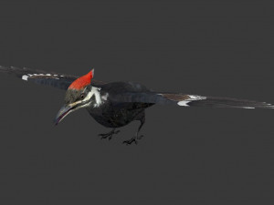 woodpecker Modelo 3D