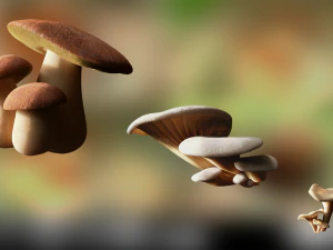 jeu de champignons pbr pr&ecirc;ts pour le jeu 1 Modèle 3D