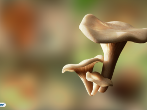 game ready pbr mushrooms set 1 3Dモデル