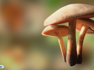 game ready pbr mushrooms set 2 3D Model