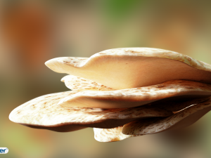 game ready pbr mushrooms set 2 3D Model