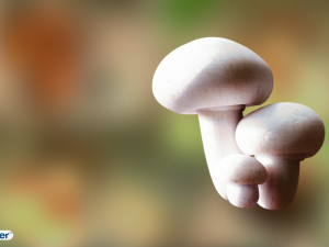 game ready pbr mushrooms set 3 3D Model