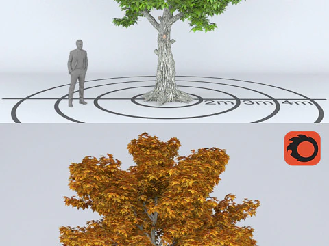 Sycamore treePlatanus 3D Model