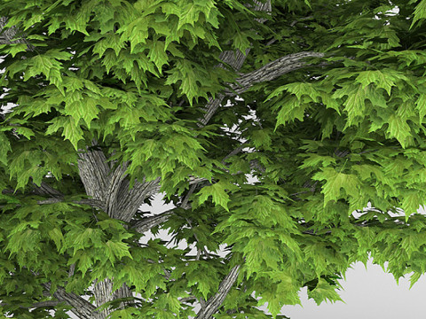 Árbol sicomoroPlatanus Modelo 3D