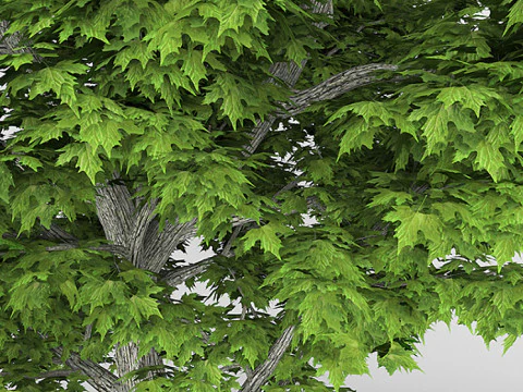 Sycamore treePlatanus 3D Model