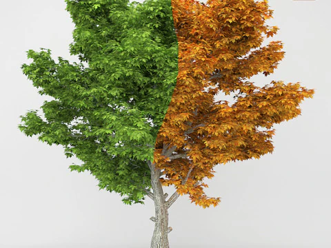 Sycamore treePlatanus 3D Model