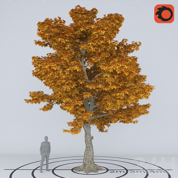Árbol sicomoroPlatanus Modelo 3D .c4d .max .obj .3ds .fbx .stl .blend