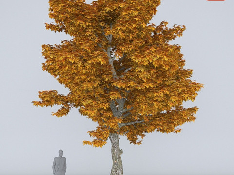 BergahornPlatanus 3D Modell