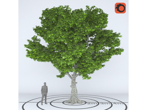 Árbol sicomoroPlatanus Modelo 3D