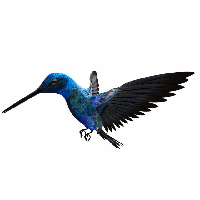 Hummingbird 3D Model .c4d .max .obj .3ds .fbx .stl .blend 
