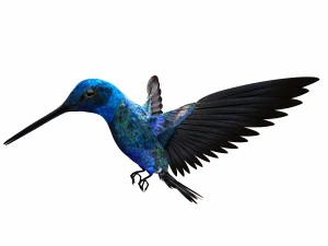 Hummingbird 3D Model