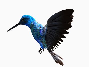 Hummingbird 3Dモデル