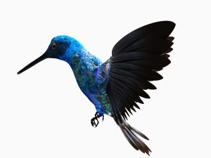 Hummingbird 3D Model