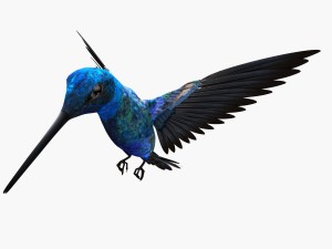 Hummingbird 3Dモデル
