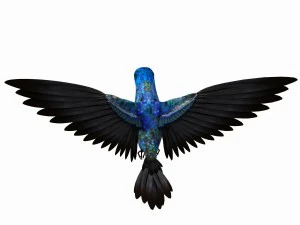 Hummingbird 3D Model