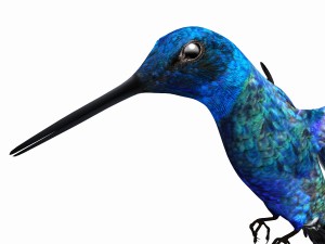 Hummingbird 3Dモデル