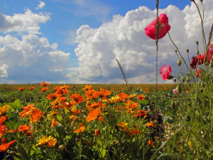 10 Pflanzen- und Naturtexturen jpg 5184x3456 CG Texturen