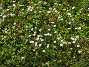 10 plant and nature textures jpg 5184x3456 CG テクスチャ