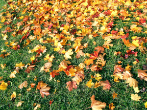 10 plant and nature textures jpg 5184x3456 CG テクスチャ