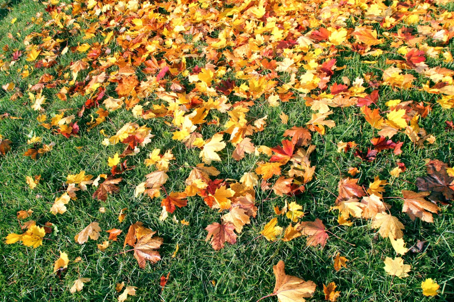 10 Plant And Nature Textures Jpg 5184x3456 CG Текстуры In Природа.