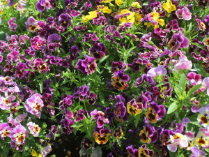 10 plant and nature textures jpg 5184x3456 CG テクスチャ