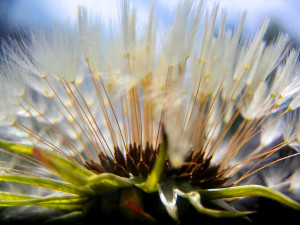 10 plant and nature textures jpg 5184x3456 CG テクスチャ