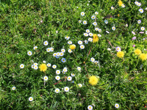 10 plant and nature textures jpg 5184x3456 CG テクスチャ