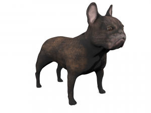 french bulldog 3Dモデル