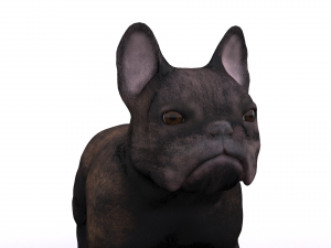 french bulldog 3D Модель