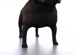 french bulldog 3D Модель