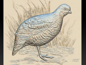 white quail - relief - 2019 3D Print Model
