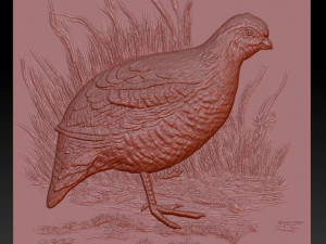 white quail - relief - 2019 3D 프린트 모델