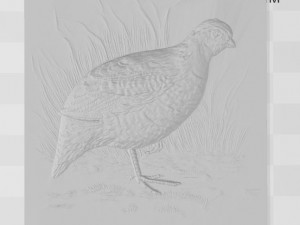 white quail - relief - 2019 3D 프린트 모델