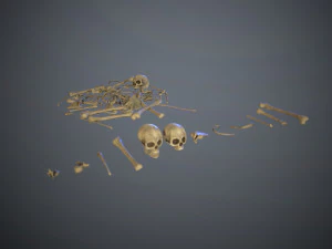 skulls1 normal bones 3D Model