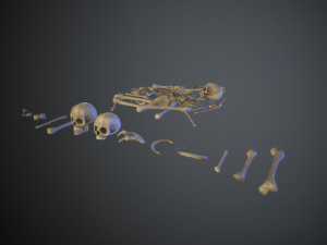 skulls1 normal bones 3D Модель